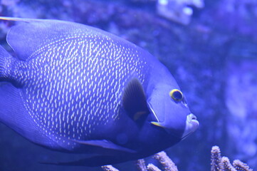 Naklejka premium Poisson dans un aquarium tropical