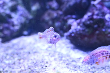 Poisson dans un aquarium tropical