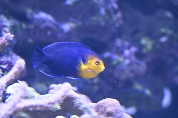 Poisson dans un aquarium tropical