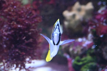 Poisson dans un aquarium tropical