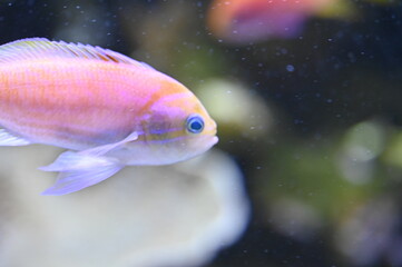 Poisson dans un aquarium tropical