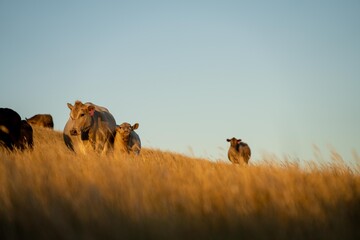 cows and calfs grazing on dry tall grass on a hill in summer in australia. beautiful fat herd of...