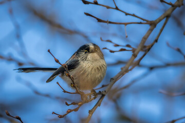 Long-tailed Tit perched on a tree branch in the morning light