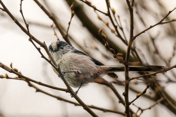 Long-tailed Tit perched on a tree branch in the morning light