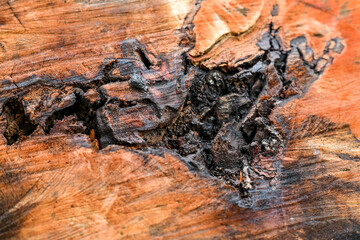 bark of a tree