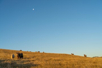beautiful cattle in Australia  eating grass, grazing on pasture. Herd of cows free range beef being...