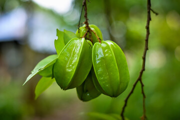Star fruit on the tree
