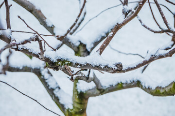 Winter Snow on tree branch. Fresh snow on tree branches