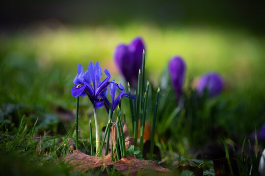 Iris Zwerkiris Krokusse auf dem Waldboden im Fr&uuml;hling mit gelben Akzenten 