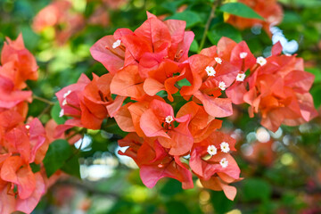Red bougainvillea flowers in the garden - obrazy, fototapety, plakaty