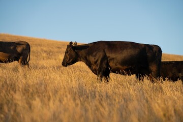 Portrait of Cows in a field grazing. Regenerative agriculture farm storing co2 in the soil with carbon sequestration. tall long pasture in a paddock on a farm in australia in a drought © Phoebe