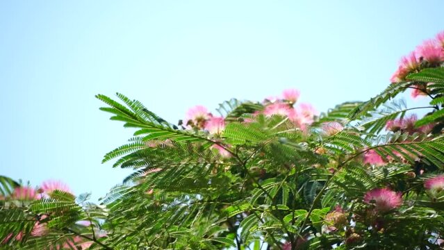 Persian silk tree Albizia julibrissin flowers resembling starbursts of pink silky threads. Pink siris, silk tree acacia Albizia julibrissin during flowering period. Close-up Slow motion