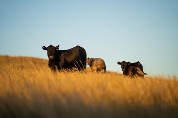stud cattle, herd of fat cows and calves in a field on a regenerative agriculture farm. tall dry...