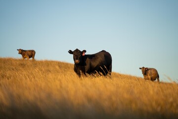 Portrait of Cows in a field grazing. Regenerative agriculture farm storing co2 in the soil with...