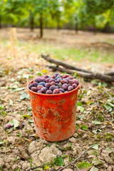Bucket of plums