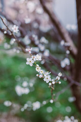 Beautiful branch with white blossom in a spring garden.