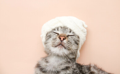 Cute female gray cat wearing a towel on her head after washing her hair while smiling at the camera on a brown background. Treat the cat's fur with shampoo and dry the fur with a towel.