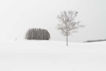 copse of trees and lone birch tree in winter against snowy backdrop