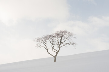 lone tree in winter against snowy backdrop