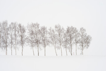 row of birch trees in winter against snowy backdrop