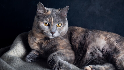 Beautiful gray cat lying on sofa. 