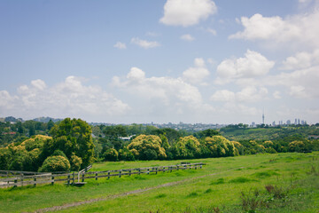 Fototapeta na wymiar Landscape of an summer green field rolling down the hill toward a row of suburbian houses. Auckland CBD skyline visible on the horizon. Meadowbank, Auckland, New Zealand