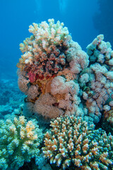 Colorful, picturesque coral reef at the bottom of tropical sea, soft and hard corals, underwater landscape