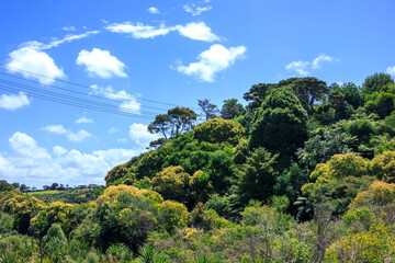 Lush green of trees on a steep hillside of Kepa Bush. Beautiful summer day at Auckland, New Zealand