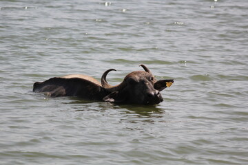 close up shot of buffalo italian buffalo and indian buffalo in lake