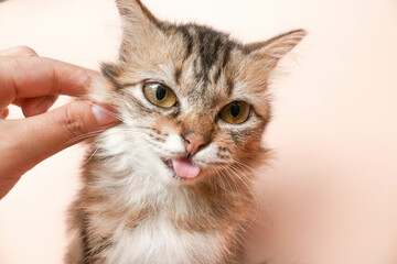 Hand pinching the cheek of a long fur brown cat sticking out its tongue on a brown background