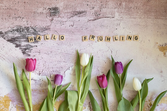 Hallo Fr&uuml;hling, Fr&uuml;hlingsanfang, Tulpen