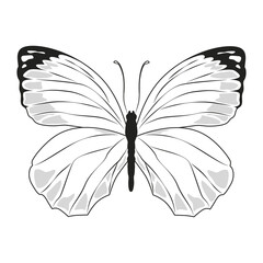 Butterfly black and white art. One line drawing. Digital minimalist print. Line insect on a white backgraund.