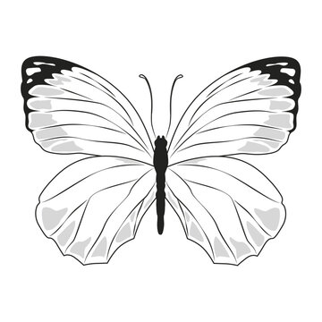Butterfly black and white art. One line drawing. Digital minimalist print. Line insect on a white backgraund.