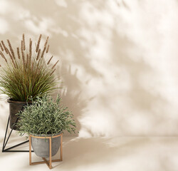 Pampas and green plant in pots and stand in dappled sunlight, leaf shadow on cream beige wall and...