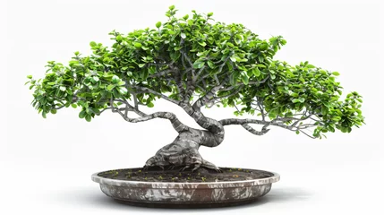 Fotobehang bonsai tree in pot Isolated on white background © Cedar