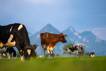 Cow in a green field by the water in Sweden. Cattle grazing in a field. Cows on green grass in a...