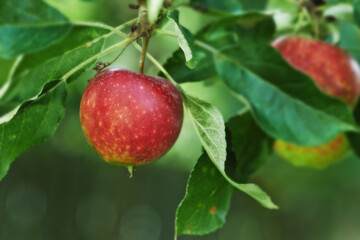 Red apples, orchard and plant for agriculture, summer season and garden for countryside tree and farm. Fruit, nature and leaf in outdoor, environment and nutrition for healthy diet in organic harvest