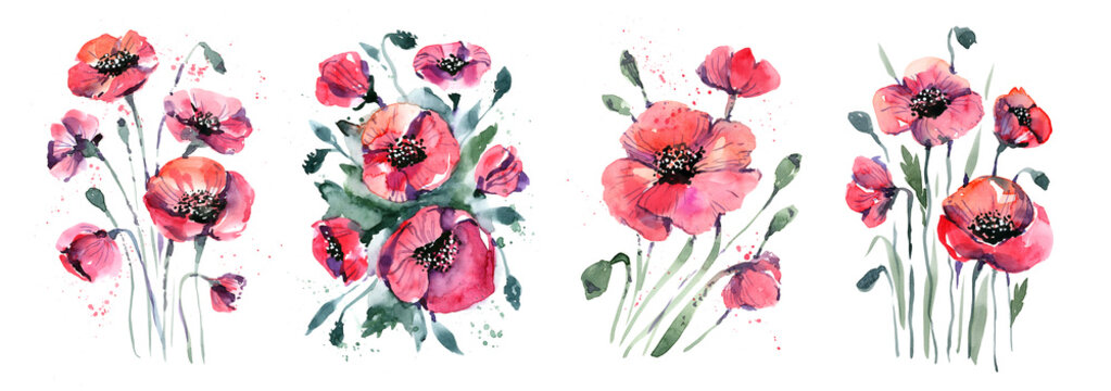 Set of watercolor illustrations with poppies. Hand drawing, watercolor poppies. Red wildflowers on a white background