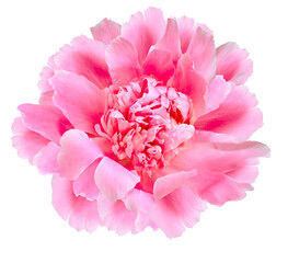 Pink peony flower  on  isolated background. Closeup. For design. Nature. - 748610752