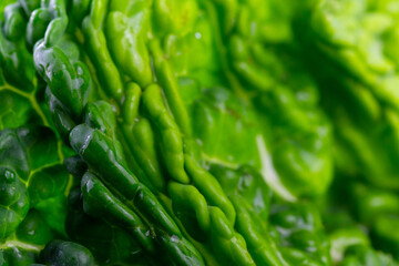 Abstract close-up of green, patterned leaves of kale with water droplets, green background