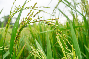 close-up photo of rice seeds with rice field background, beautiful rice fields. this is the staple...