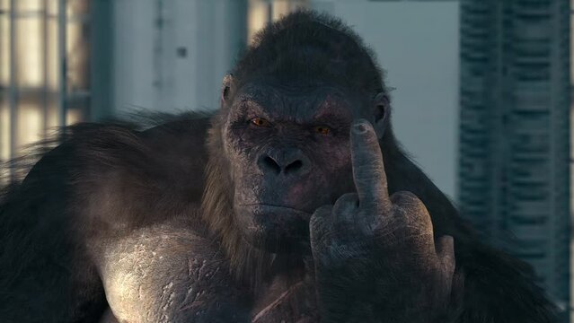 Gorilla showing middle finger.