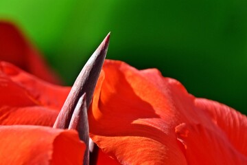 Close up of a red canna lily blossom in sunshine