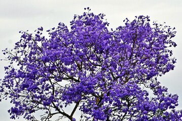 close up of a blooming Jacaranda tree
