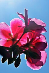 Close up of pink Geranium blossoms in sunlight