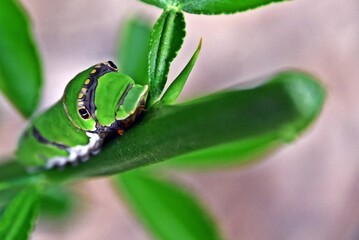 Close up of a green King Page Swallowtail Caterpillar