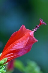 Close up of a red Chili hibiscus blossom
