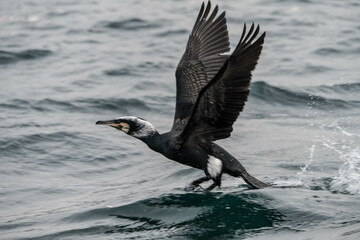 cormorant