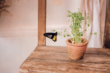 A butterfly lands on a green plant in a pot