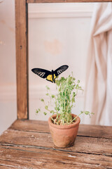 A butterfly lands on a green plant in a pot